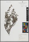 Foto von Salix arenaria L.